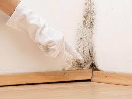 Professional Mold Prevention & Removal  in Hereford, TX